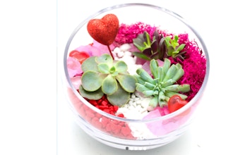 Plant Nite: Succulents in Slope Bowl - Valentine Hearts